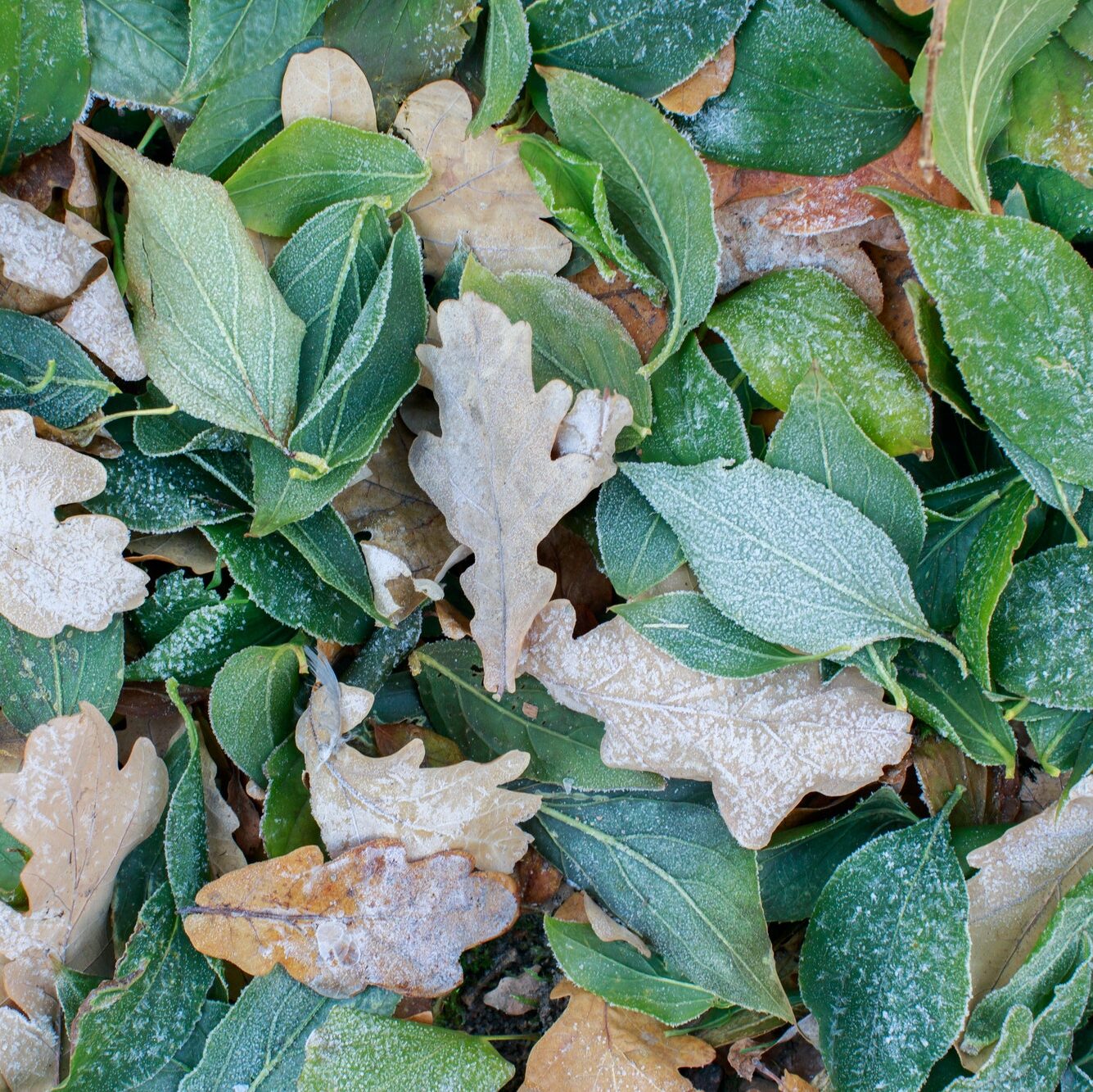 Green fallen leaves covered with ice lying on ground